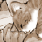 ˂ނ